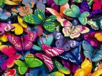 Красивата изложба на живи пеперуди продължава до края на август