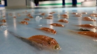 Хиляди риби замразени в ледена пързалка в Япония