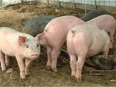 Русия спря вноса на свинско месо от България 