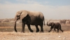 Слон уби 80-годишен американски турист в Замбия