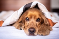 Общинският приют за животни в Поморие стартира кампания за безплатно кастриране на домашни кучета