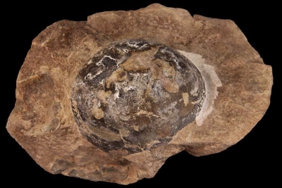 Първите динозаври може би са снасяли яйца с мека обвивка, вместо черупка
