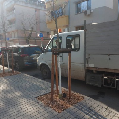 Продължава засаждането на нови дръвчета по новоремонтираните улици и парковите зони на Бургас