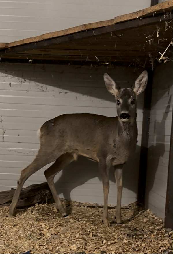 Съръндакът, който получи втори шанс за живот