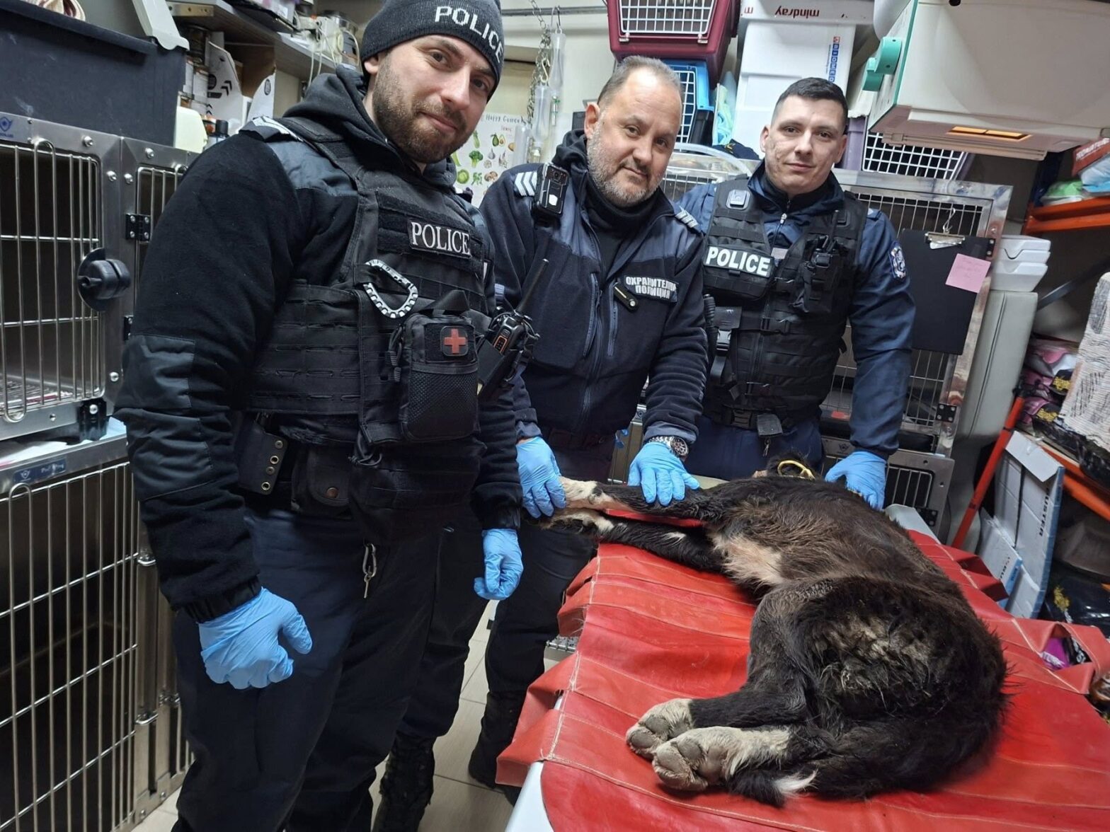 Блъснато от кола куче в к-с "Меден Рудник"обедини много хора за да му помогнат